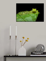 Reticulated glass frog Poster och Canvastavla