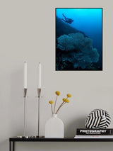 Looking for sharks Poster och Canvastavla
