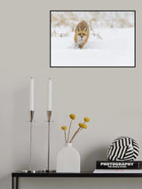 Fox hunting in winter Poster och Canvastavla