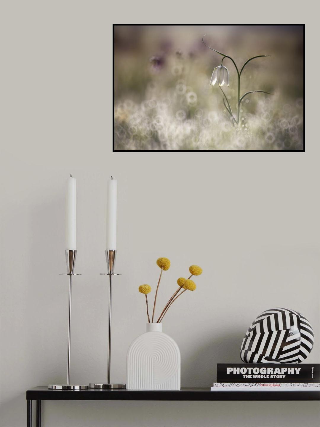 Albino Poster och Canvastavla