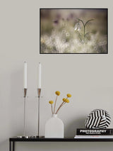 Albino Poster och Canvastavla