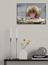 Shy Little Monkey Poster och Canvastavla