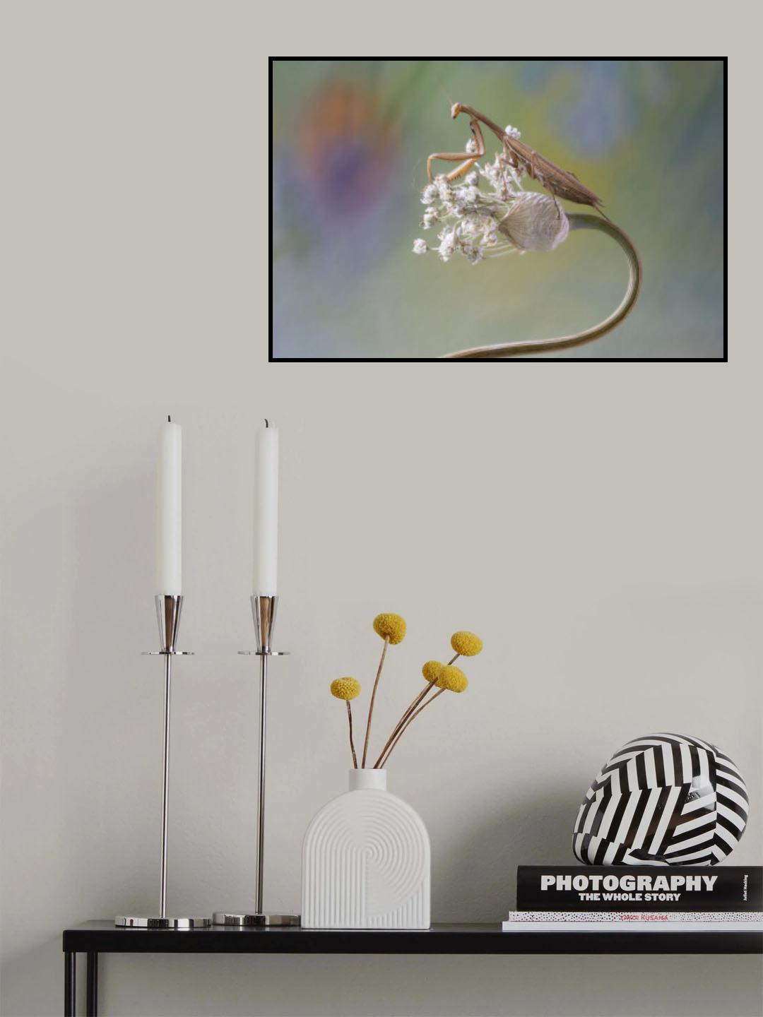 Manthis Poster och Canvastavla