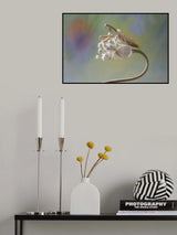 Manthis Poster och Canvastavla