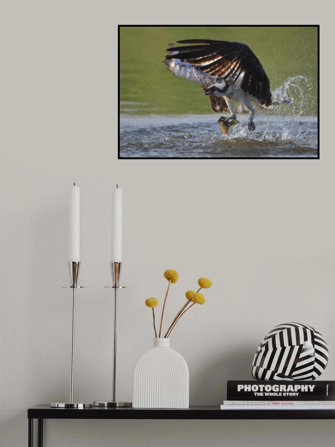 Osprey in hunting Poster och Canvastavla