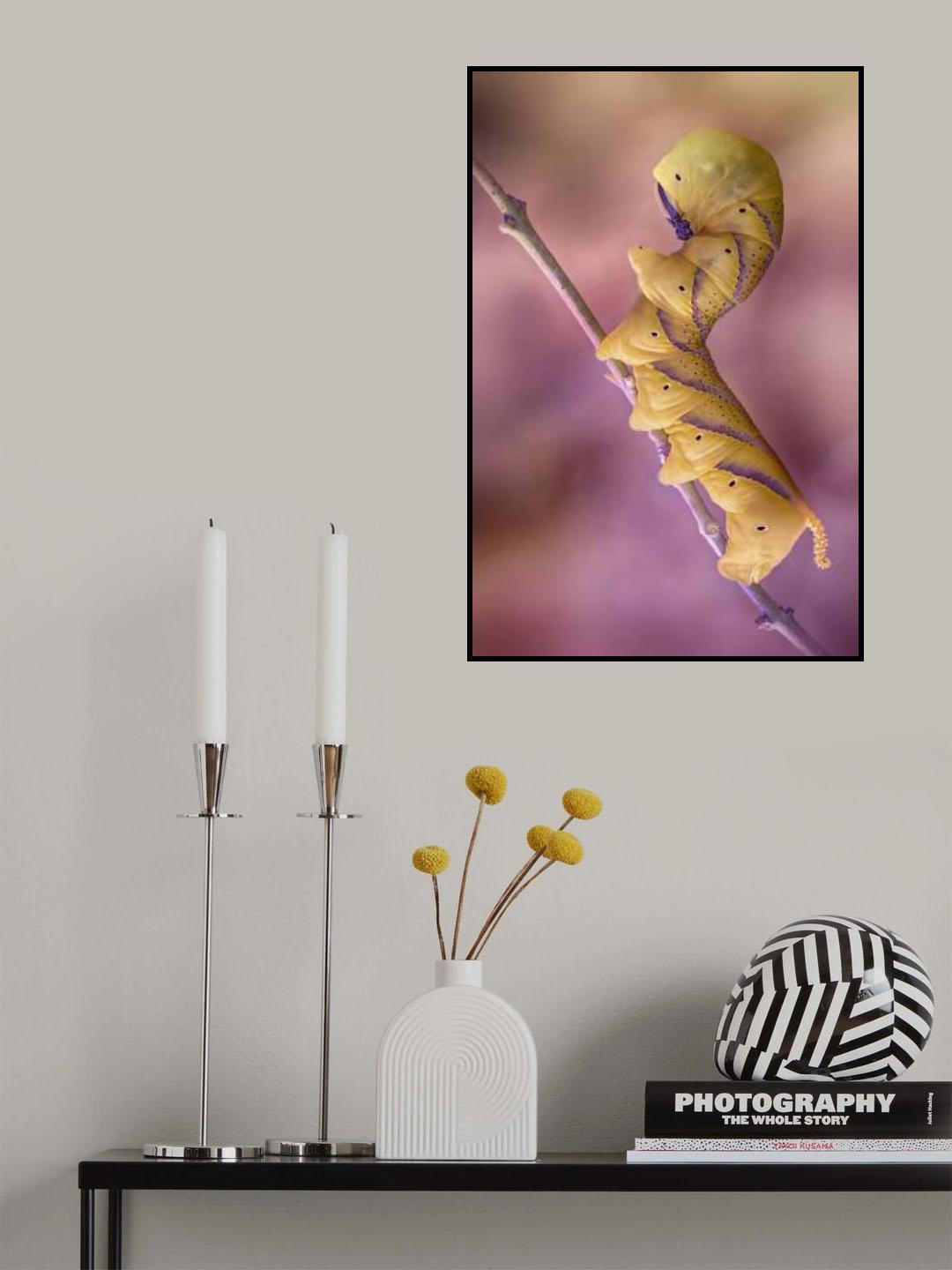 African death's-head hawkmoth Poster och Canvastavla