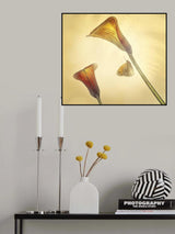 arums ... Poster och Canvastavla