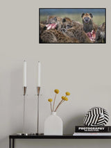 Hyenas feeding Poster och Canvastavla