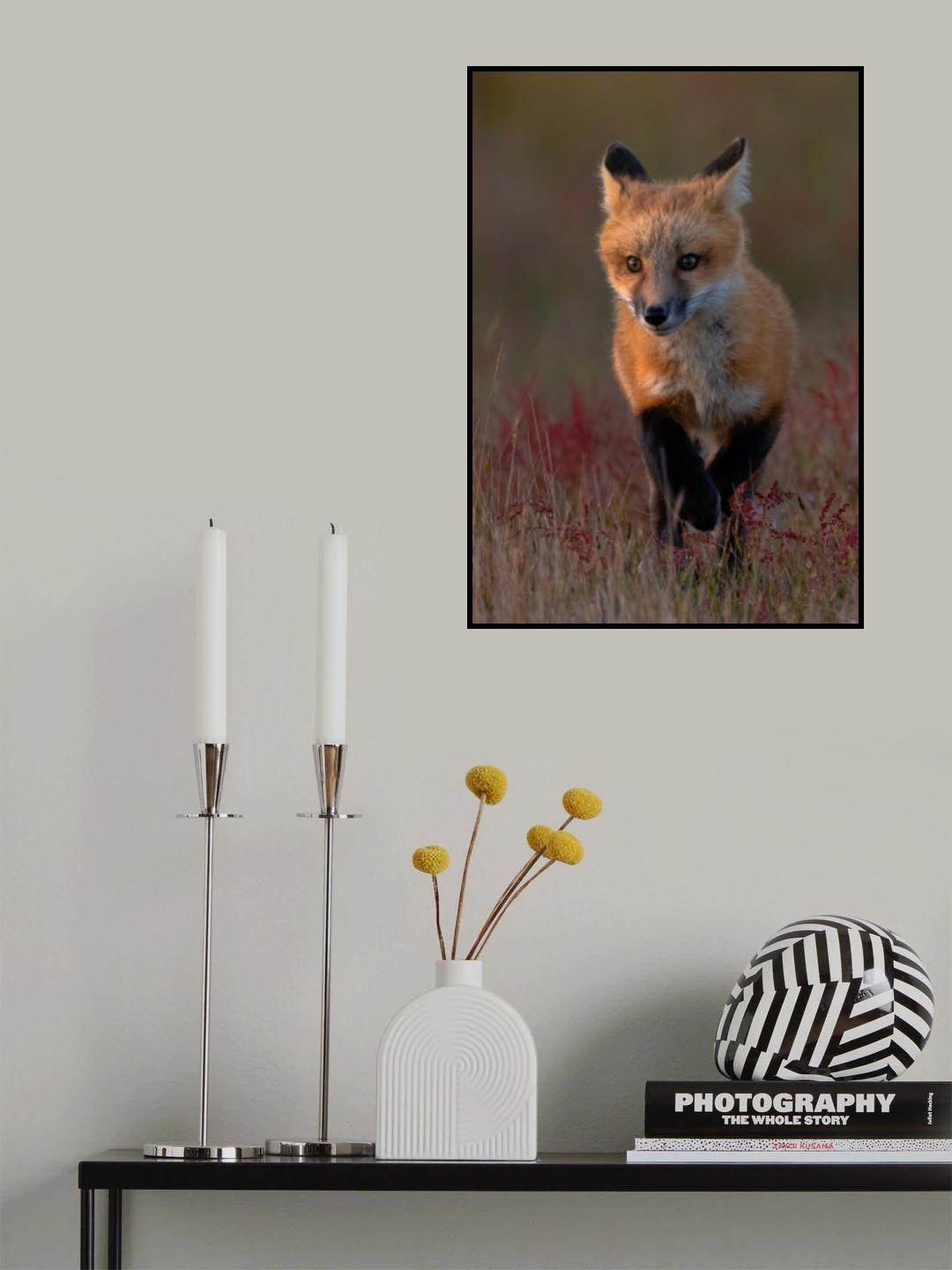 Red fox Poster och Canvastavla