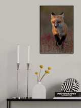 Red fox Poster och Canvastavla