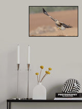 The Buzzards take off Poster och Canvastavla