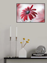 Daisy Poster och Canvastavla