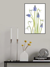 Muscari and Galanthus Poster och Canvastavla