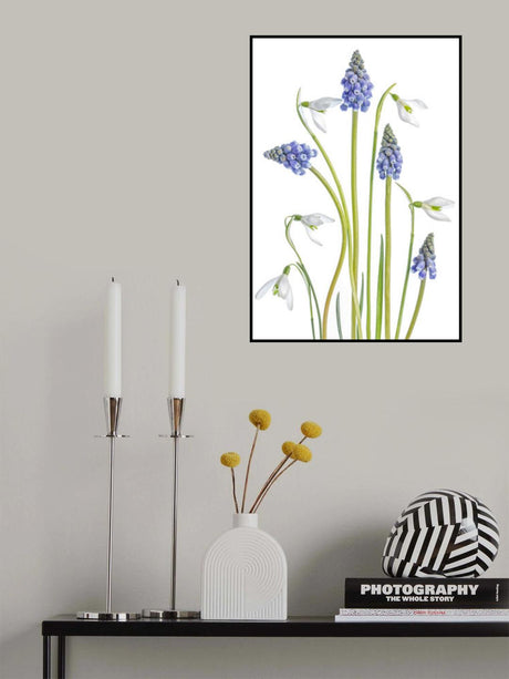 Muscari and Galanthus Poster och Canvastavla