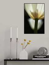 white tulip close up Poster och Canvastavla