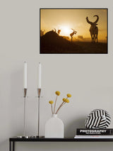 Mundari Cattle Camp Poster och Canvastavla