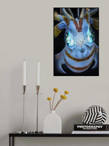 Squid close up Poster och Canvastavla