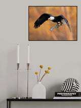 The eagle’s prey in the fall Poster och Canvastavla