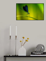 Beautiful demoiselle Poster och Canvastavla