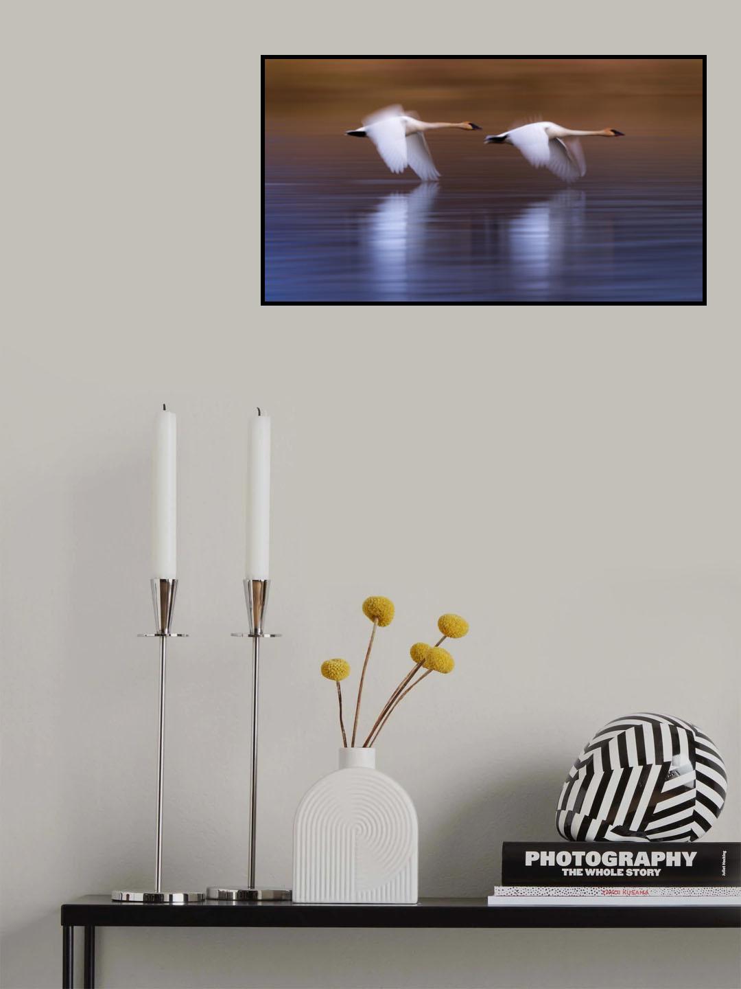 White swans flying upon the lake Poster och Canvastavla