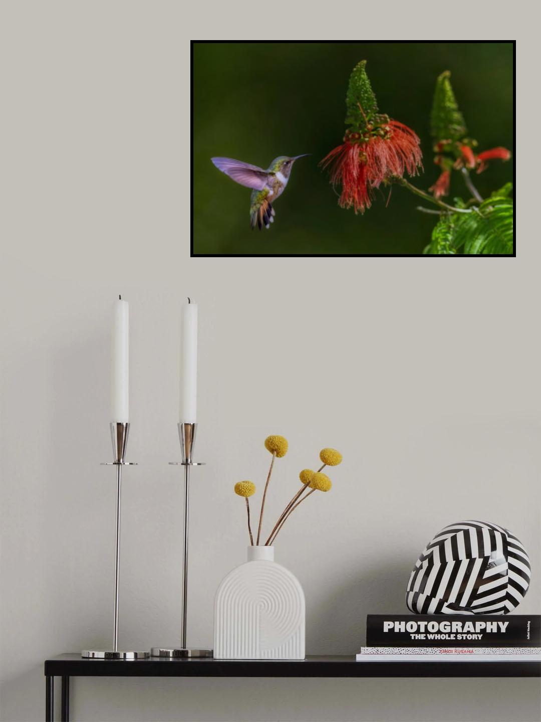 Hummingbird Poster och Canvastavla