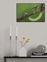 Snake in vietnam Poster och Canvastavla