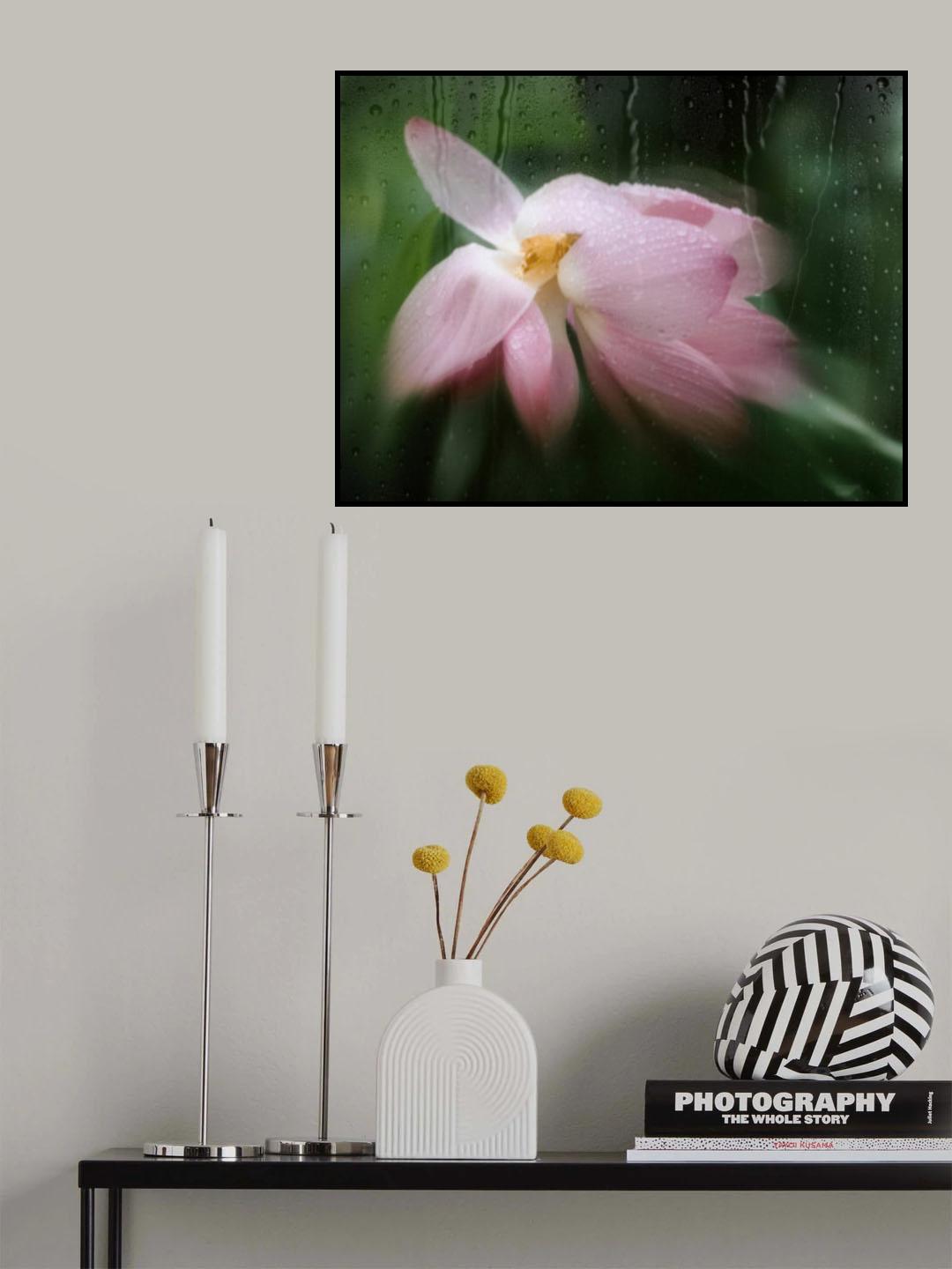 lotus in rain Poster och Canvastavla