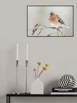 A common chaffin with snow light Poster och Canvastavla