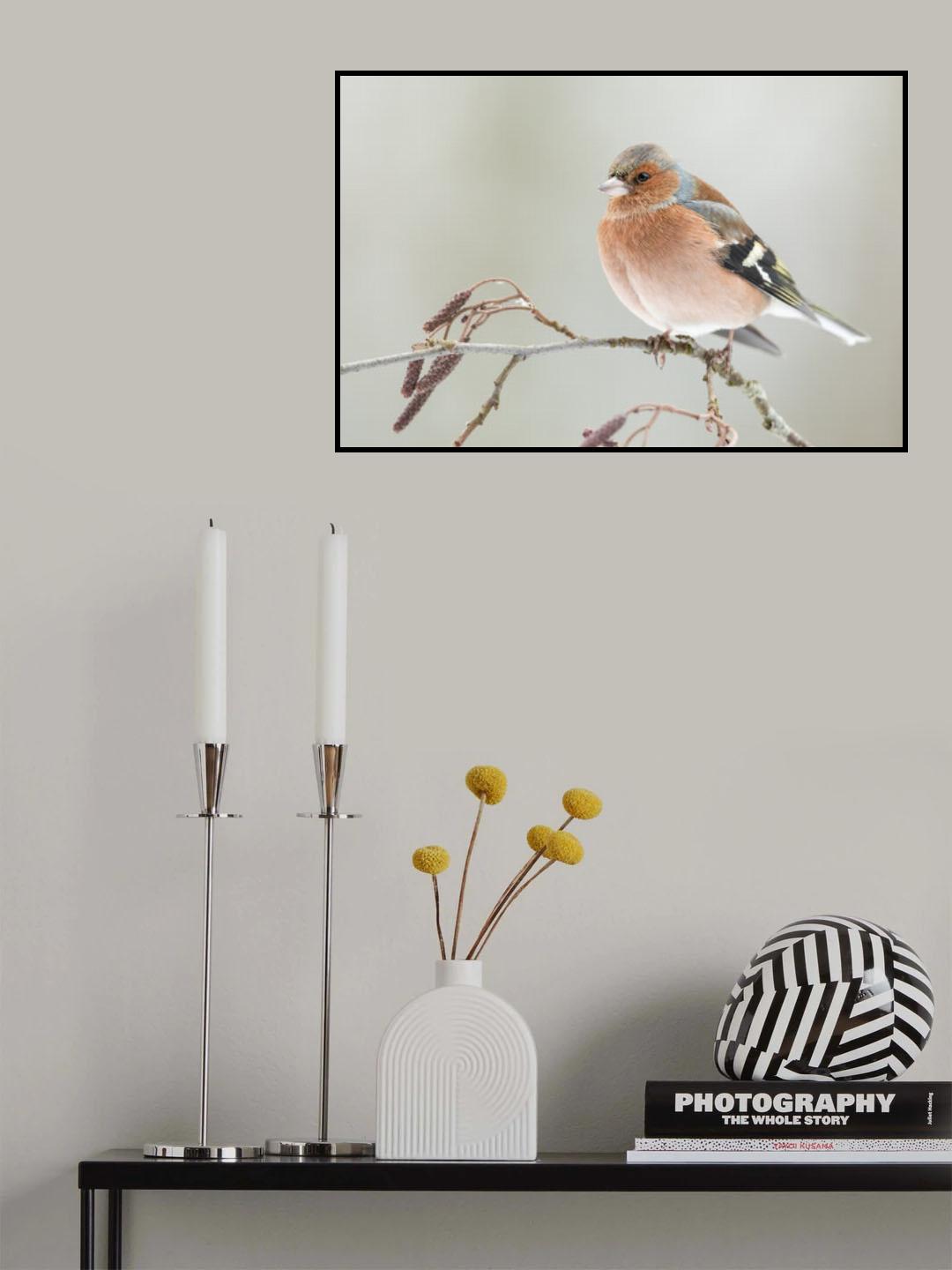 A common chaffin with snow light Poster och Canvastavla