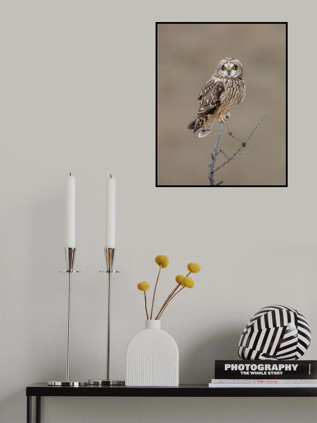 Short-eared Owl Poster och Canvastavla