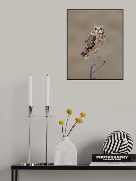 Short-eared Owl Poster och Canvastavla