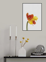 Tulip Still Life Poster och Canvastavla