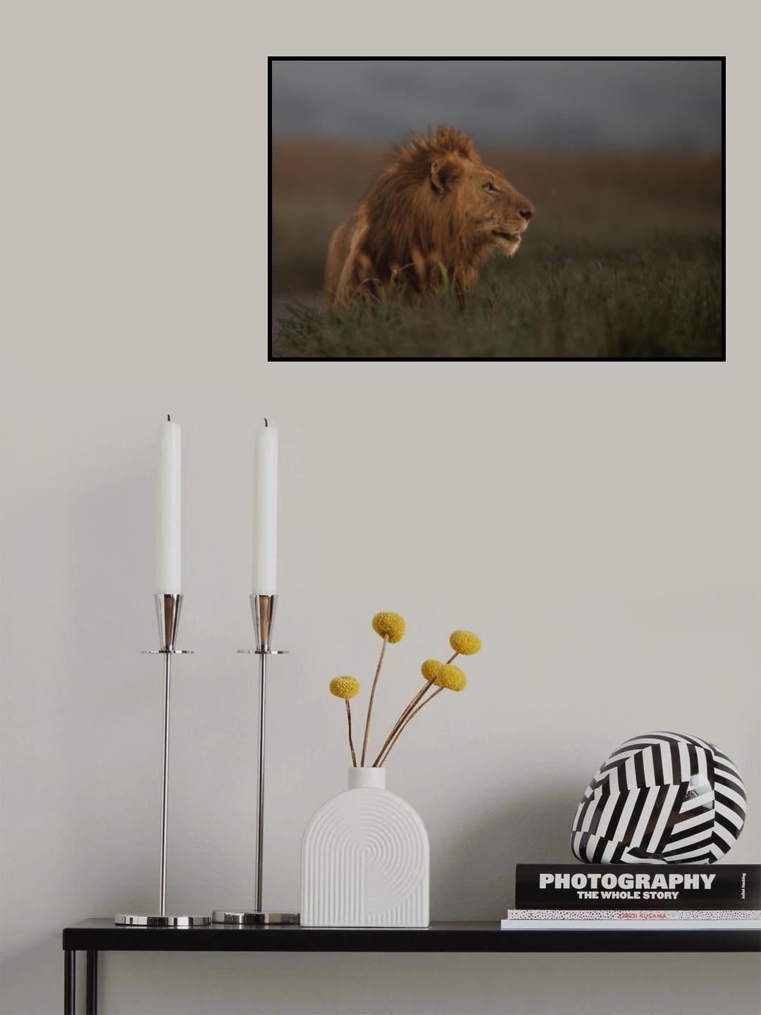Majestic Look Poster och Canvastavla
