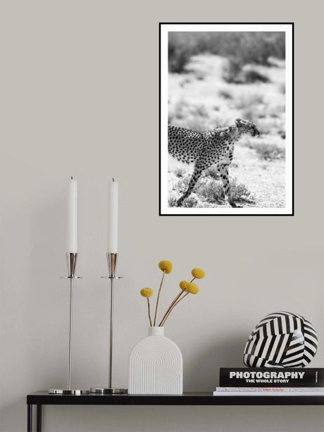 Safari Katjpg Poster och Canvastavla