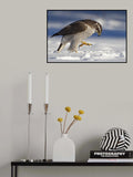 clutching goshawk Poster och Canvastavla