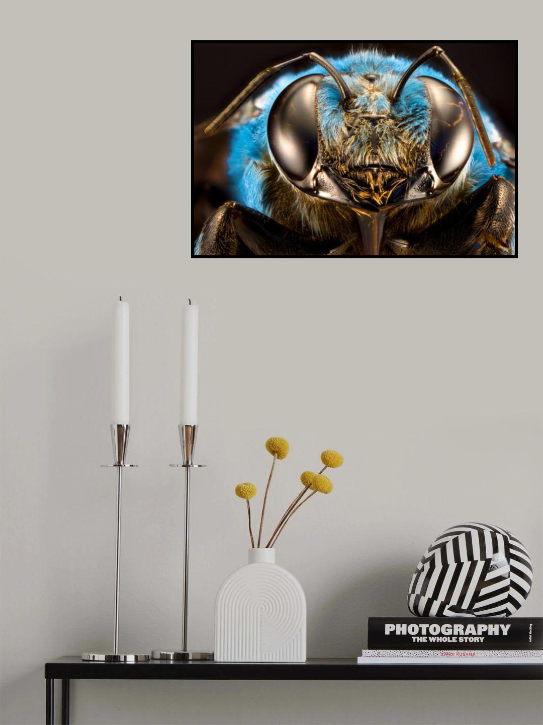 Xelocopa caerulea Poster och Canvastavla