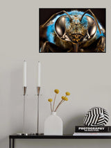Xelocopa caerulea Poster och Canvastavla