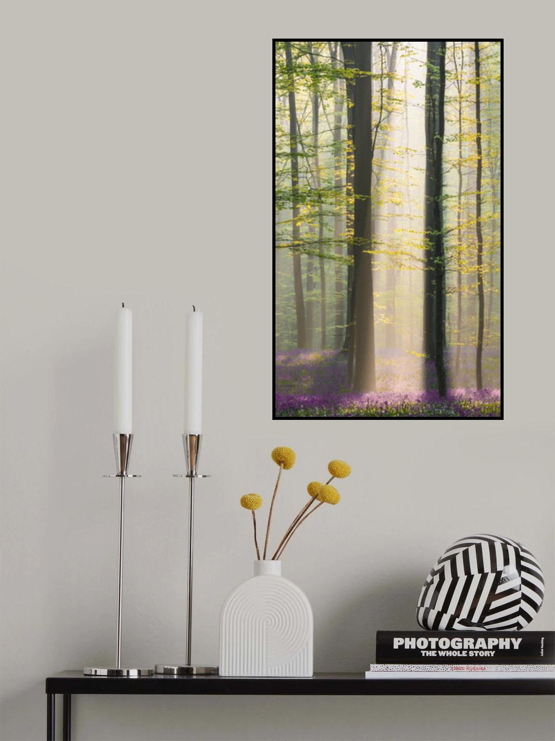 Misty sunrise in Hallerbos Poster och Canvastavla