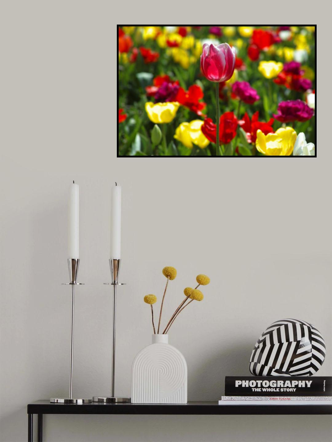 colorful tulips Poster och Canvastavla