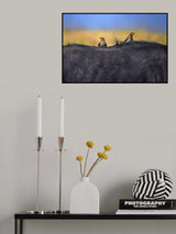 Red-billed Oxpeckers in buffalo Poster och Canvastavla
