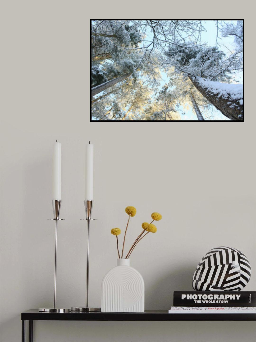 Tall Pine Trees, Snow, Golden Glow ii Poster och Canvastavla