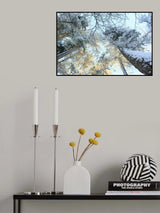 Tall Pine Trees, Snow, Golden Glow ii Poster och Canvastavla