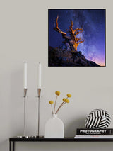 THE ANCIENT TREE Poster och Canvastavla