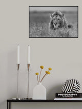 Lion Poster och Canvastavla