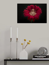 Cinnamon Tree Frog Poster och Canvastavla