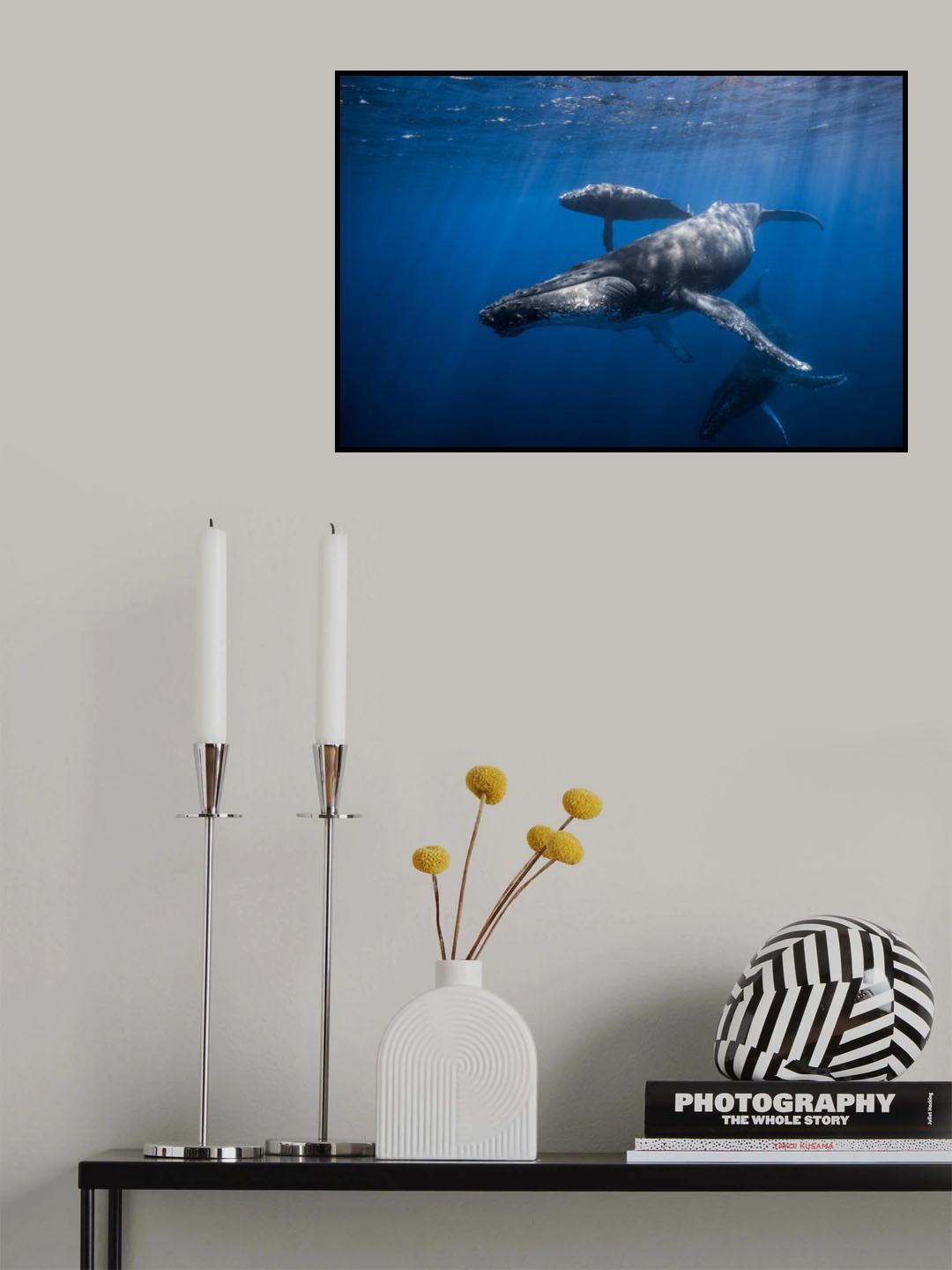 Humpback whale family Poster och Canvastavla