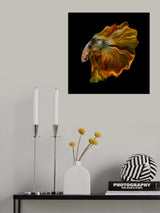 THE GOLDEN BETTA Poster och Canvastavla