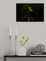 Little Snail on Leaf Poster och Canvastavla