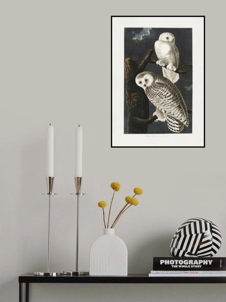 Snowy Owl From Birds of America (1827) Poster och Canvastavla