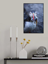 Puffin with breakfast Poster och Canvastavla